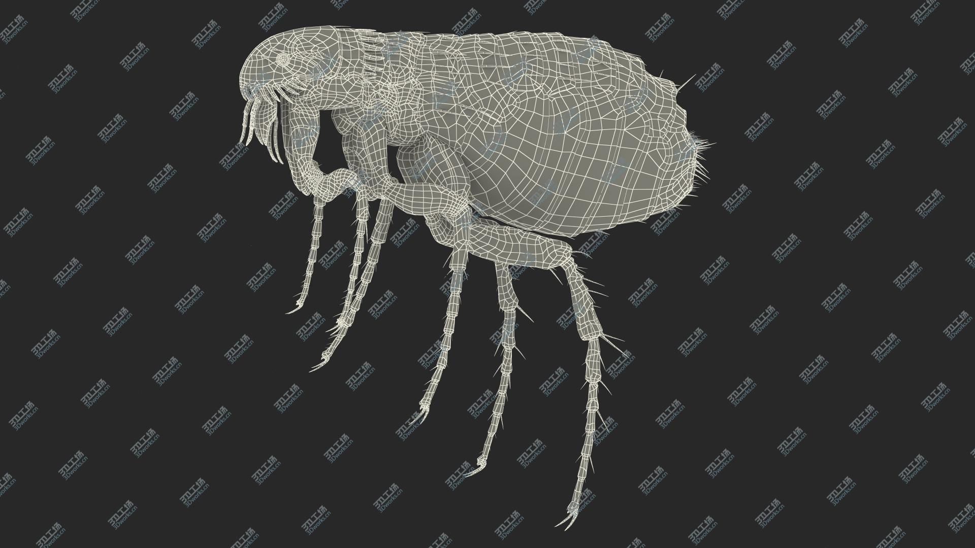 images/goods_img/202104093/3D model Flea Insect/3.jpg
